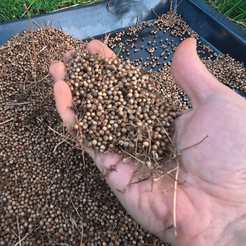 Vlastní semena <br>Big Seed & Permasemínka I.