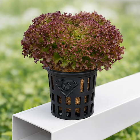 net-cups-50-10-b - 1